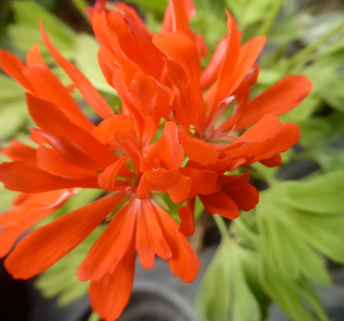 Pelargonie geranie good - geranie, ,,good