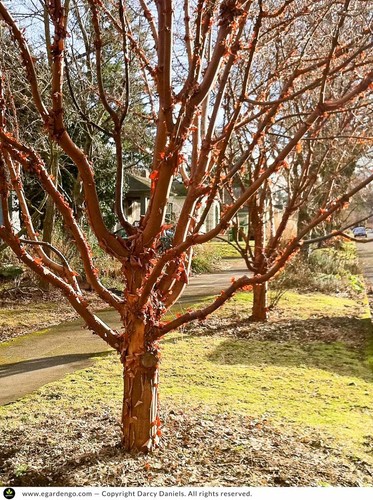 Zimtahorn acer griseum samen - griseum,