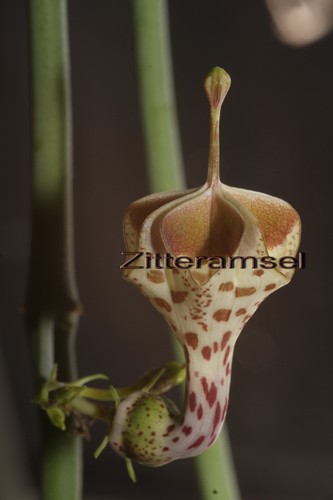 Ceropegia haygarthii pflanze - ,