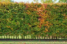 Hainbuchen 15st. 150-180cm