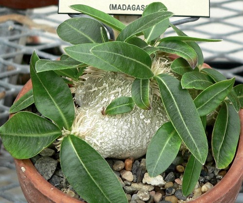 Pachypodium brevicaule - , 3