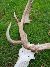 Damhirsch Geweih,  Geweih, Tier Trophäe, Horn, Deko