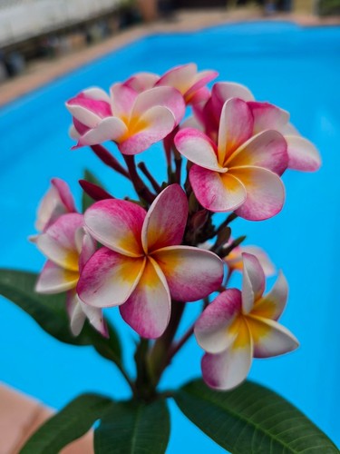 Frangipani plumeria divine - plumeria,