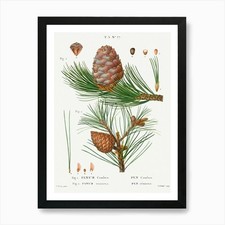 Zirbe, Pinus Cembra und roter