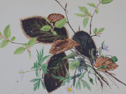 Hedwig greve - greve, lepel-gnitz)