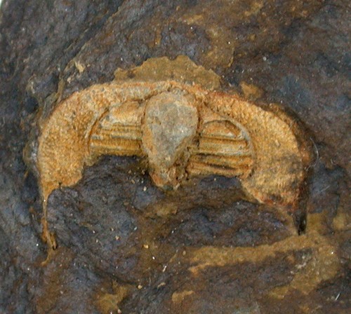 Ordovizium hangchungolithus - ,