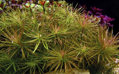 Aquarium pflanze pogostemon - aquarium,