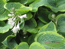 Hosta Frances Williams im 11 cm Topf Blatt sehr groß hellgrün/blau imposant