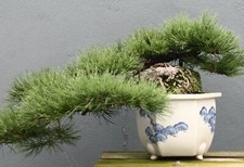 SAMEN Pflanzen Saat BONSAI SCHMALBLATT KIEFER immergrün Saatgut Balkon Minibaum