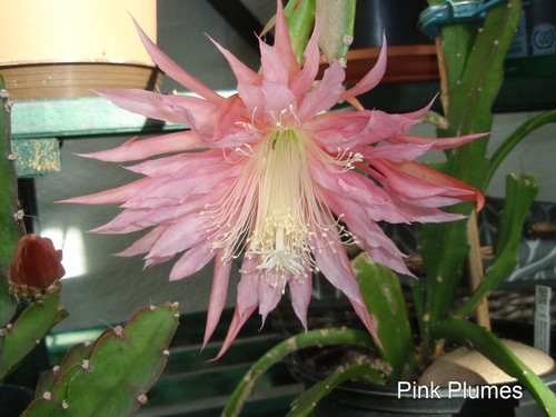 Epiphyllum blattkaktus pink - epiphyllum,