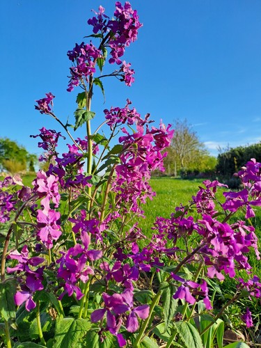 Samen lunaria annua - 30,