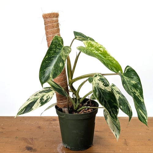 Philodendron emerald king - philodendron,