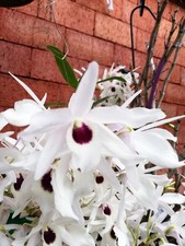 Dendrobium Cassiope IN BLUETE