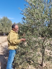 Moroccan Gold Extra Virgin