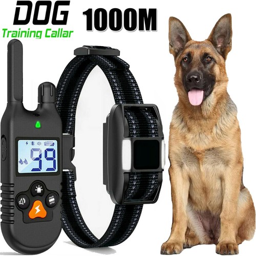 1000m hund ausbildung - 1000m,