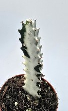 Euphorbia Trigona Ghost Kaktus
