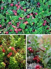 Cranberry Weihnachten duftende Pflanzen für die Wohnung drinnen Zimmerpflanze