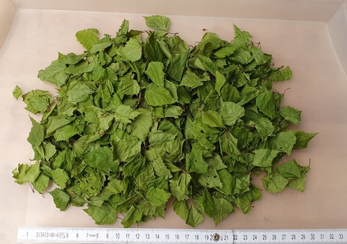 Birkenblätter 1kg