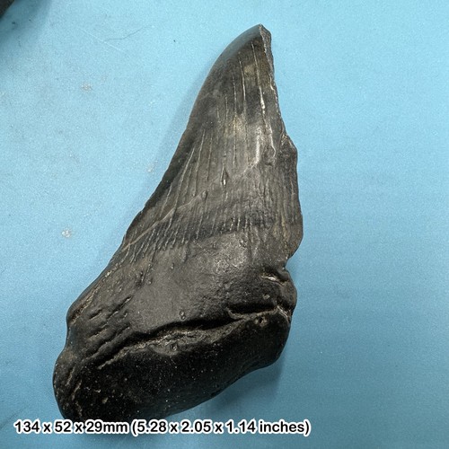 Authentischer carcharodon - authentischer,