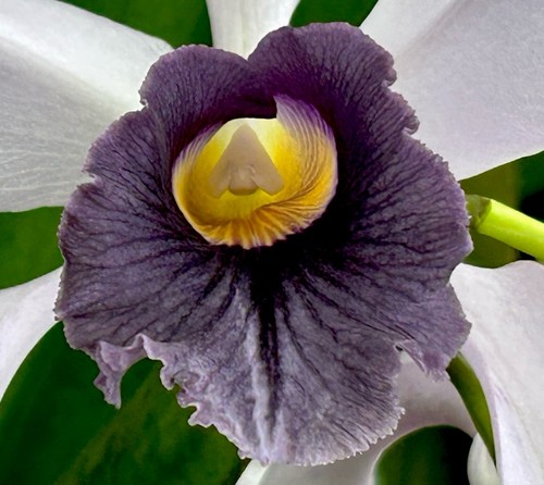 Laelia species blue black - ‚blue,