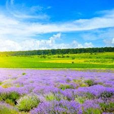 Wandbild: Lavendelfeld und