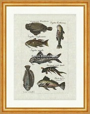 Paradiesfisch Meerbarben