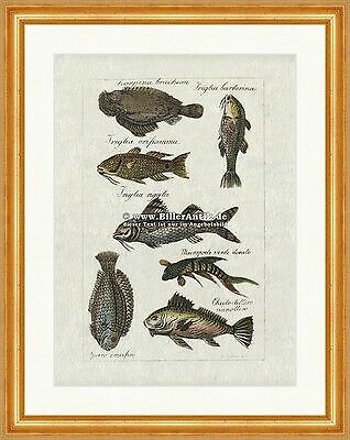 Paradiesfisch meerbarben - paradiesfisch,