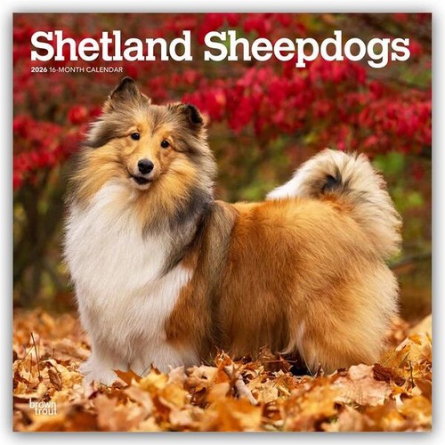 Shetland sheepdogs - shetland,