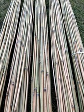 Schilfrohr 100% Naturprodukt