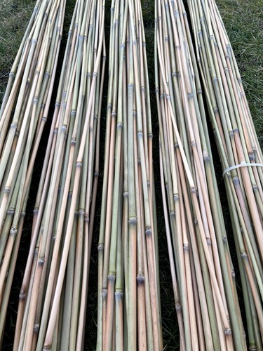 Schilfrohr 100 naturprodukt - schilfrohr,