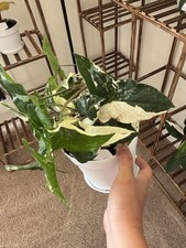 Syngonium Albo Variegated USPS