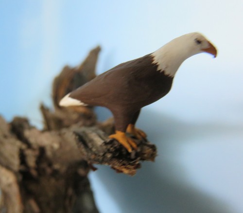 Weißkopfseeadler l - 1:45, )