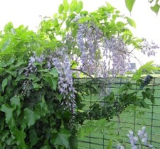 Glyzinie Blauregen  5 Samen winterhart  Garten Pflanzen Zierpflanze Rankpflanze