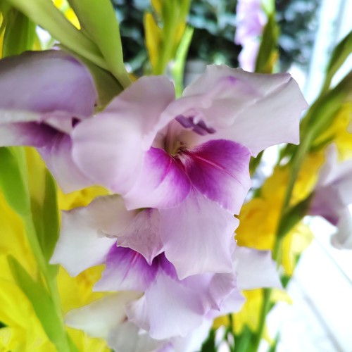 Gladiolus - @, (◕‿◕)\@