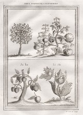 Baumwolle cotton Litschi litchi jackfruit Kupferstich engraving botany Botanik