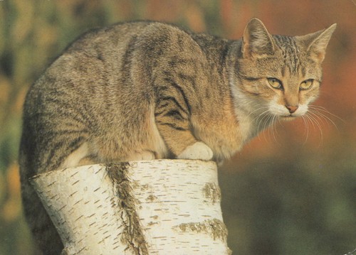 Ddr ansichtskarte katze auf - ddr,