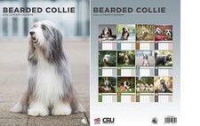 Bearded collie 2026 kalender - 2026,