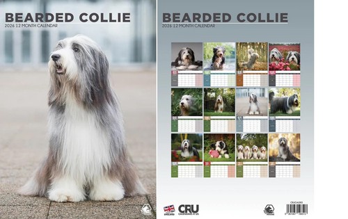 Bearded collie 2026 - collie,