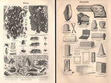 BIENENZUCHT Imker Imkerei Biene Bienen Bienenfeinde Hornisse  HOLZSTICH 1893