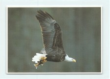 1 AK Amerikanischer Weisskopfseeadler Adler Greifvogel Raubvogel - USA 5 !!! *