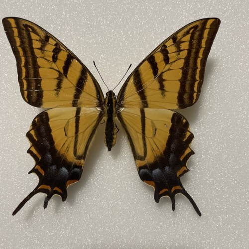 Entomologie*Papilio