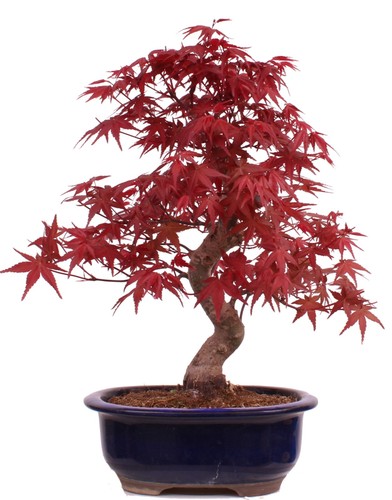 Bonsai acer palmatum deshojo - bonsai,