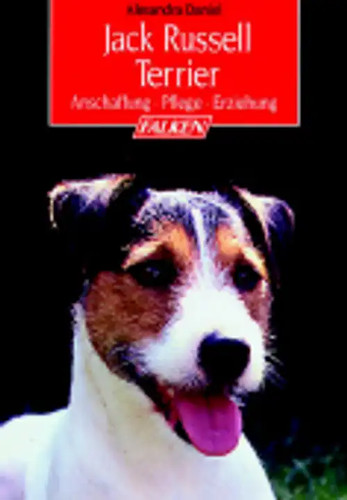 Jack russell terrier - jack,