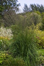 1 x Molinia arundinacea ‚Karl Förster' (Ziergras/Gräser/Stauden) Pfeifengras