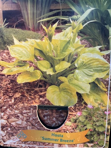 Hosta summer breeze funkie - hosta,