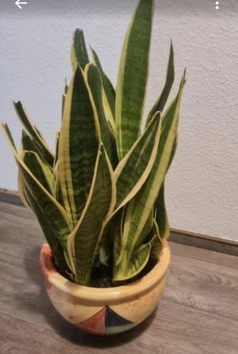 Bogenhanf sansevieria - bogenhanf,
