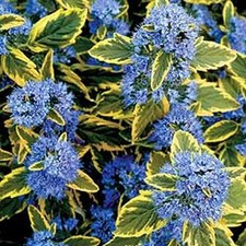 Bartblume Summer Sorbet, blaue