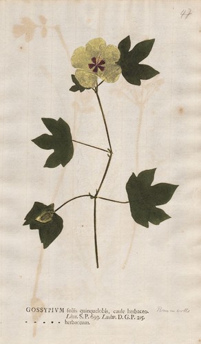 Gossypium herbaceum baumwolle - gossypium,