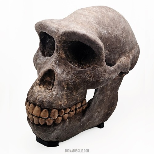 Sahelanthropus tchadensis