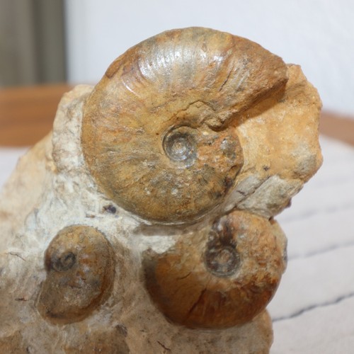 Stufe ammoniten leioceras - stufe,